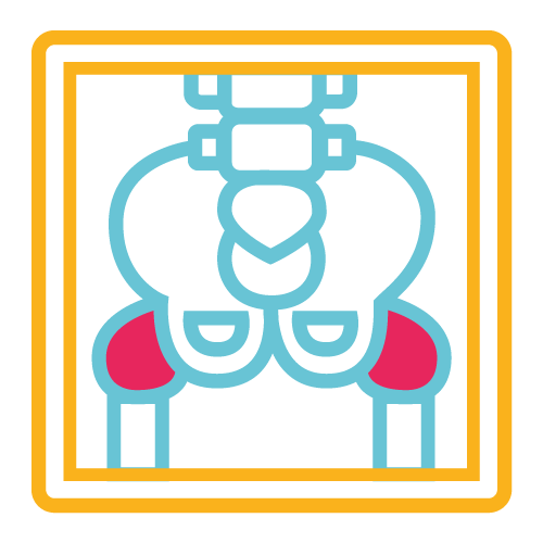 Artícula Coxofemoral Bilateral
